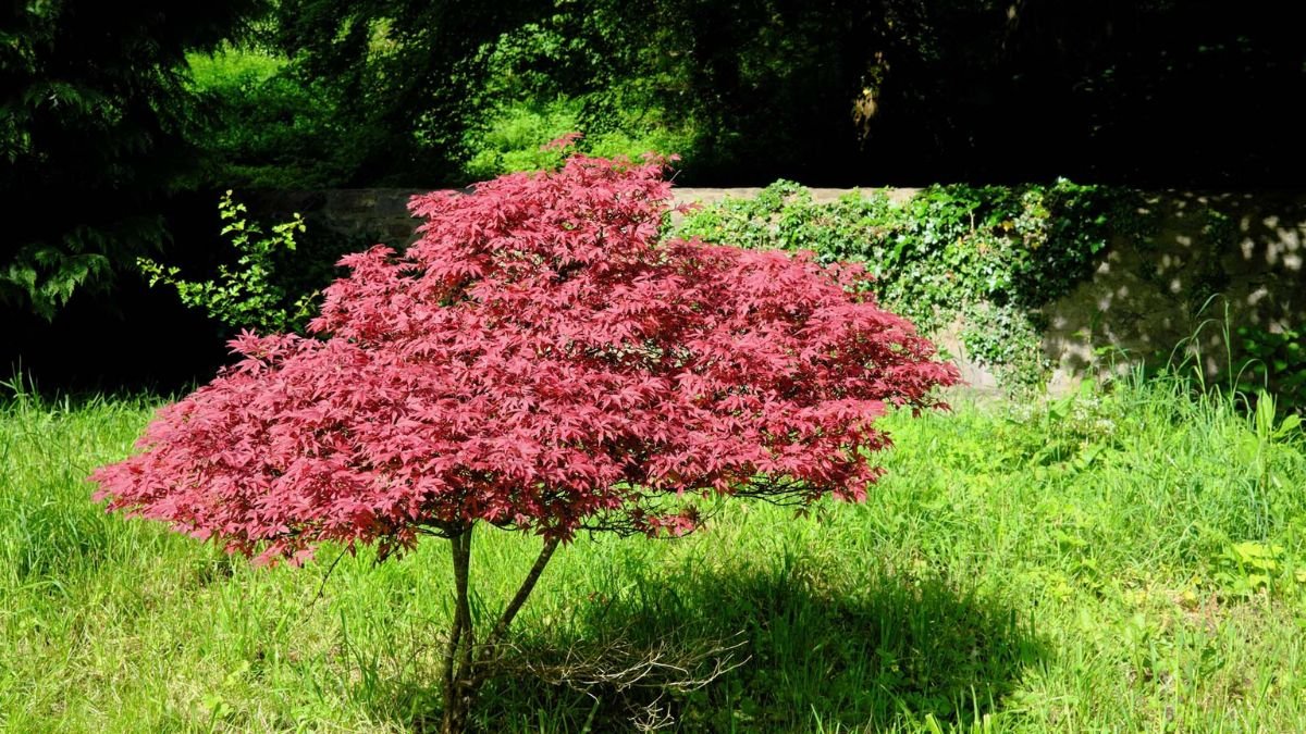 Small Trees to Enhance Your Front Yard’s Curb Appeal