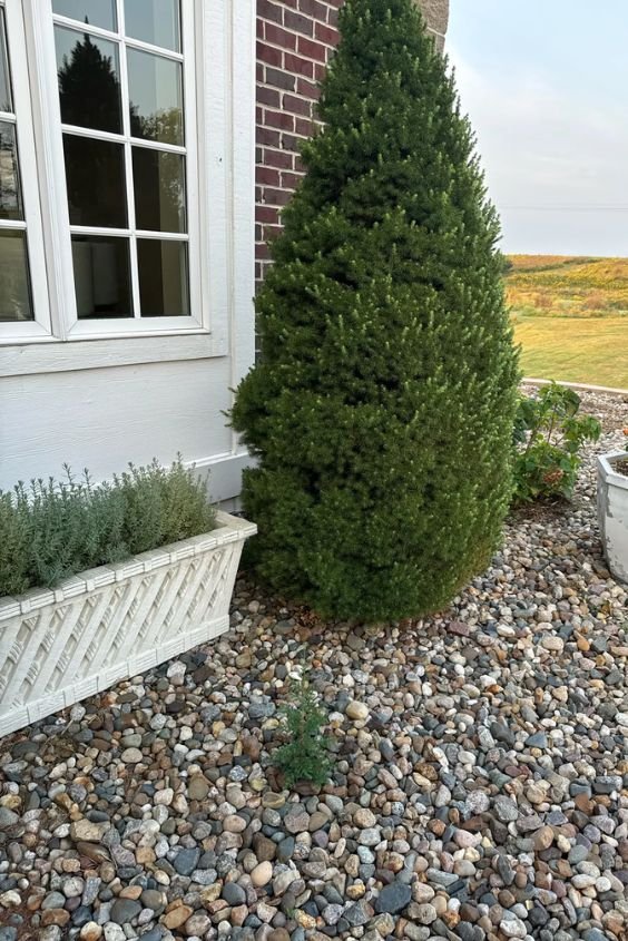 Dwarf Alberta Spruce 