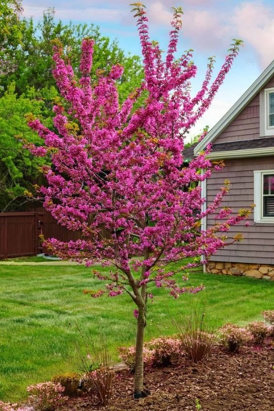 Eastern Redbud