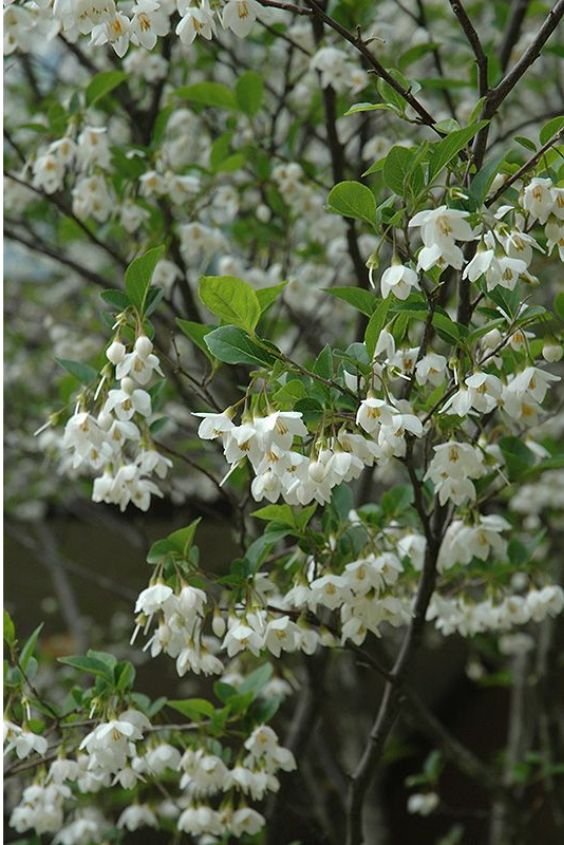 Japanese Snowbell 