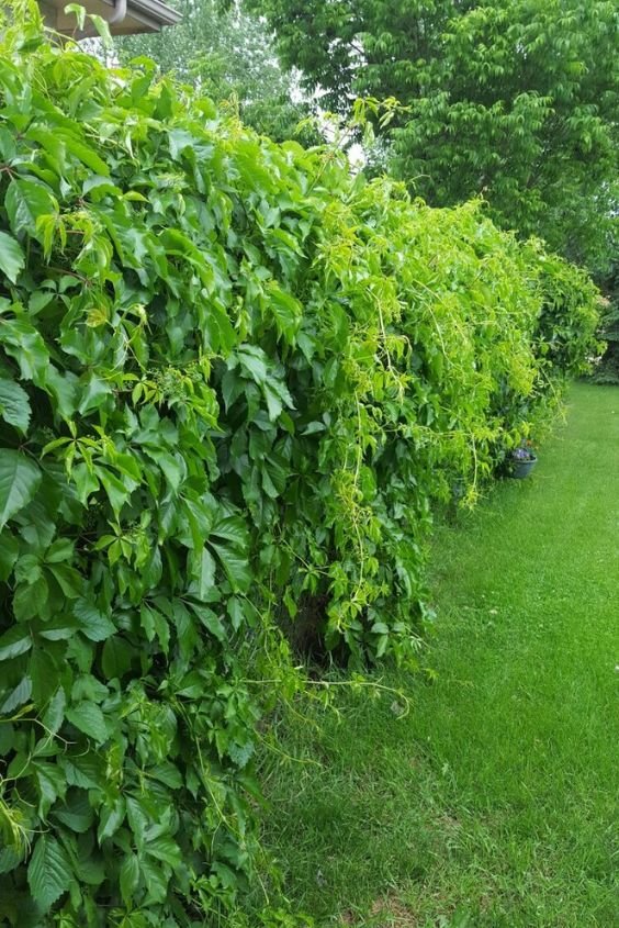 Living Green Fence (Hedges or Vines)