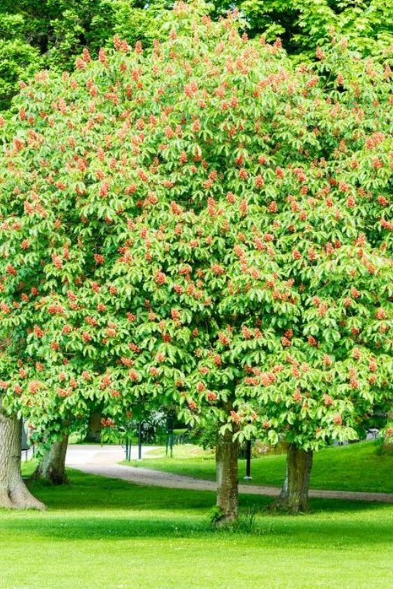 Red Buckeye