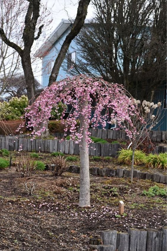 Weeping Cherry 