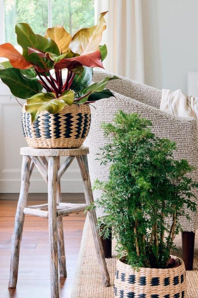 Indoor Plants for Farmhouse